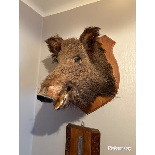 Trophe Tte de Sanglier