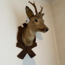 Tête de chevreuil