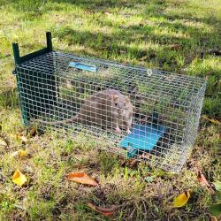 Nasse à rat - 60×23×25 cm - Fabrication Française