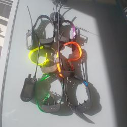 Centrale collier sportdog