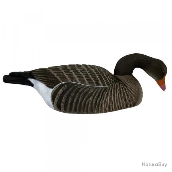 6 COQUILLES OIE CENDREE HD MANGEUSE go