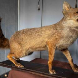 Renard de France naturalis&eacute;