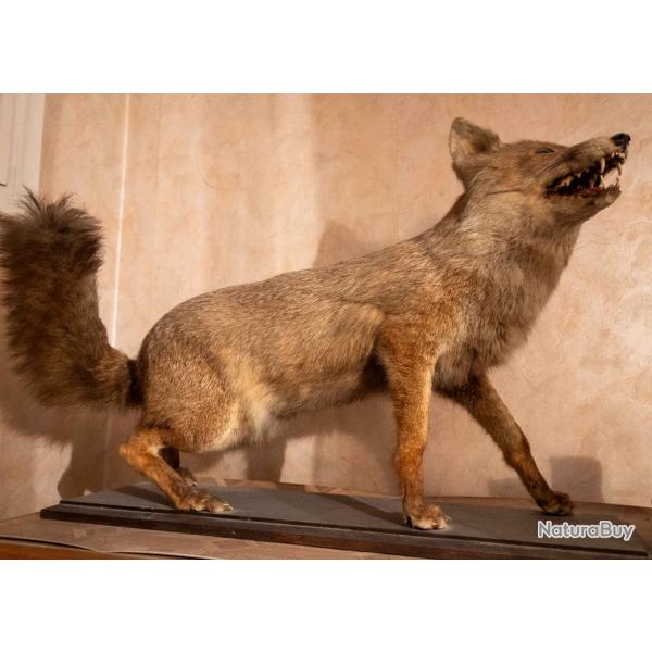 Renard de France naturalis