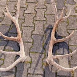 Paire de mues de cerf 14 cors -