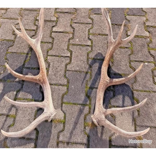 Paire de mues de cerf 14 cors -