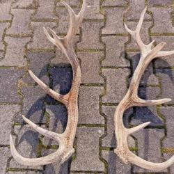 Paire de mues de cerf 16 cors -