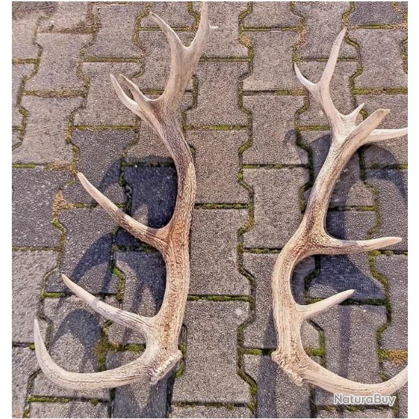 Paire de mues de cerf 16 cors -