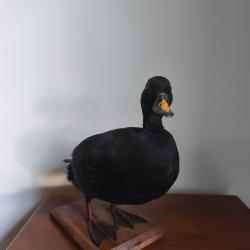 Macreuse noire naturalisée