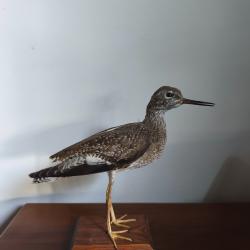 Chevalier Gambette naturalisé