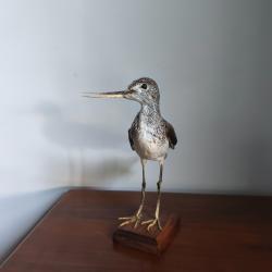 Chevalier Aboyeur naturalisé