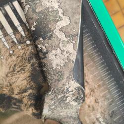 FABARM xlr COLOMBA PALUMBUS CAL 12/76