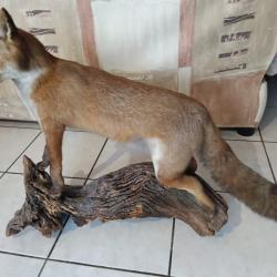 Renard