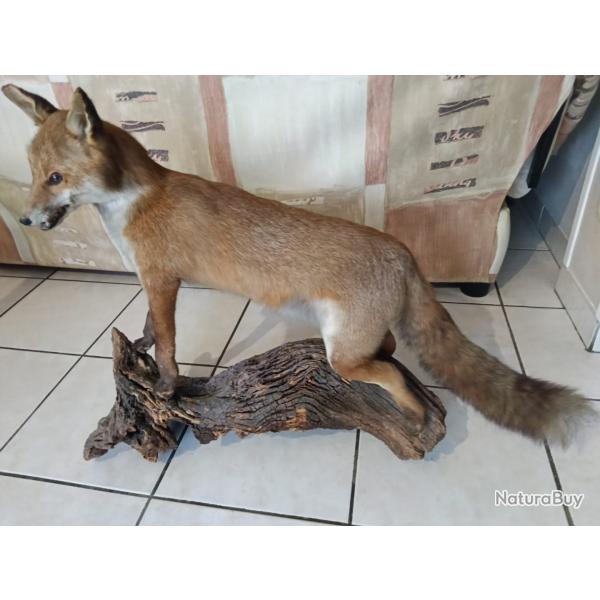 Renard