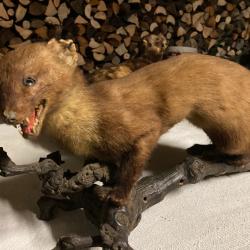 Petits animaux naturalises