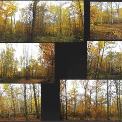 27,7750 ha - FORÊT DE LA MALADRERIE - ( 45 ) LOIRET