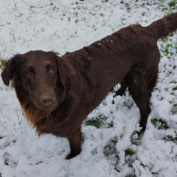 Chiots flat coated retriever