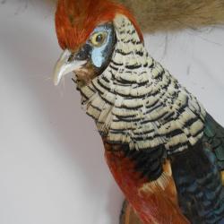 Faisans Doré hybride