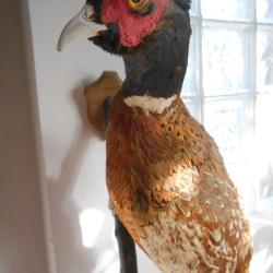 Faisans de chasse  2