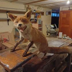 Renard taxidermisé (empaillé) sur 2 niveaux
