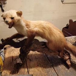 Fouine taxidermisée (empaillée) sur branche