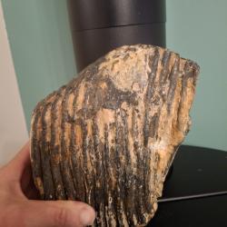 Fossile molaire mammouth