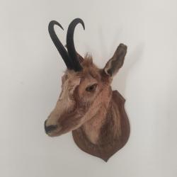 Tête d'Isard naturalisé
