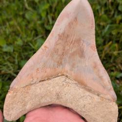 V&eacute;ritable fossile de dent de M&eacute;galodon 14.5 cm - Indon&eacute;sie