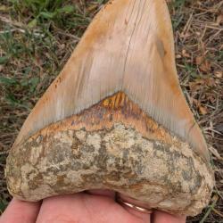 Dent fossile - M&eacute;galodon - 14.1 cm - v&eacute;ritable fossile - Indon&eacute;sie