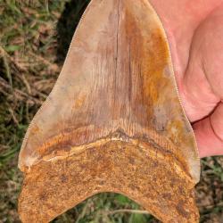 Dent de M&eacute;galodon - 15 cm - 100% naturelle