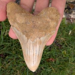 Dent de requin fossile - Otodus M&eacute;galodon - 9.1 cm