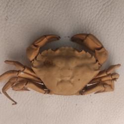 Crabe naturalisé datant  de fin années 60/début70.
