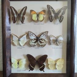 Cadre taxidermie papillons