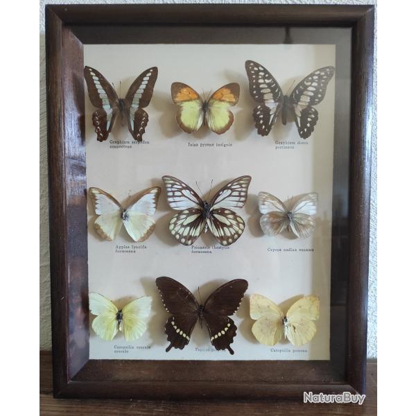 Cadre taxidermie papillons