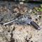petites annonces Naturabuy : Arme de poing, revolver Bodeo, ITALIE