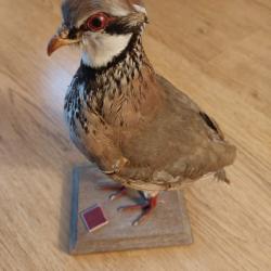 Perdrix rouge naturalisée