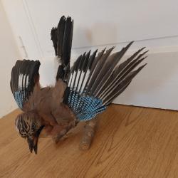 Vends Geai des chênes naturalisé