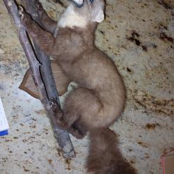 Vends martre naturalisée