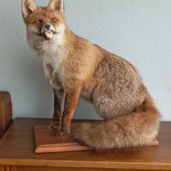 Renard naturalis&eacute; sur socle bois