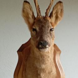 T&ecirc;te de chevreuil naturalis&eacute;
