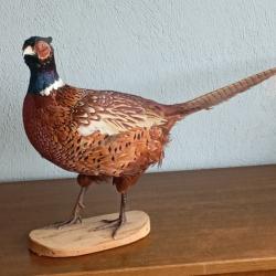 Faisan naturalis&eacute;