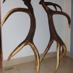 Titre : Paire de mues de cerf 14 cors - 5,2 kg - 90 cm - Mue naturelle en for&ecirc;t - Perlage marqu&eacute;