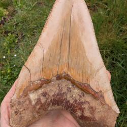 Enorme dent de M&eacute;galodon - authentique fossile - 14.8 cm