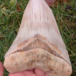 M&eacute;galodon - 14 cm - Tr&egrave;s Haute Qualit&eacute; - v&eacute;ritable fossile