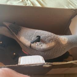 Pigeon à ailes battantes électrique