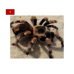 Blason insectes petits animaux - Ai2M - 1