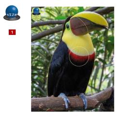 Blasons petits animaux 0 - Ai2M - 2