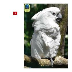 Blasons petits animaux 0 - Ai2M - 5