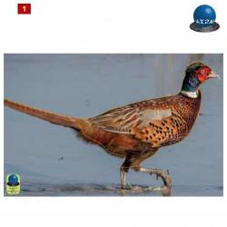 Blasons petits animaux 1 - Ai2M - 1