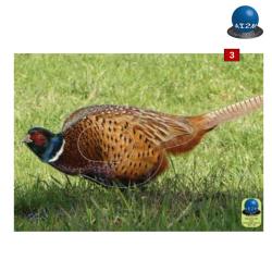 Blasons petits animaux 1 - Ai2M - 3