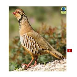 Blasons petits animaux 1 - Ai2M - 6